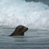 Lachtan Forsteruv - Arctocephalus forsteri - New Zealand Fur Seal - kekeno 8027